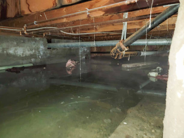 Best Mold removal after water damage  in Samson, AL