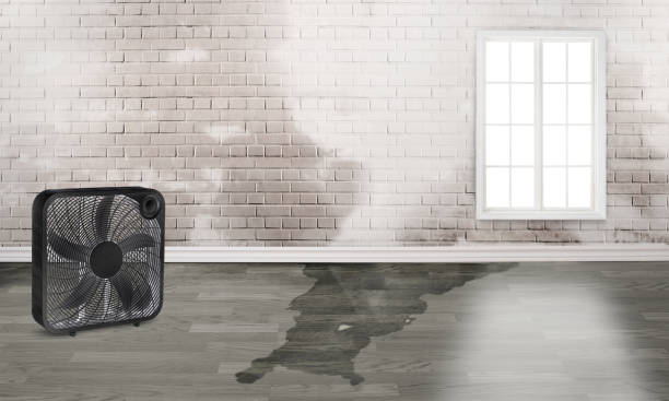 Best Flood restoration services  in Samson, AL